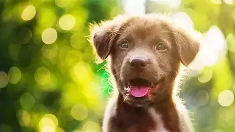 Mujer con un perro