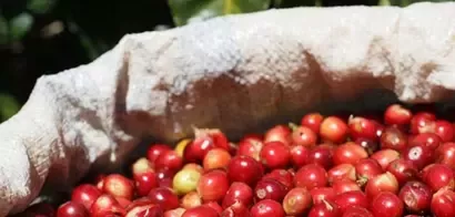 Cultivo de café