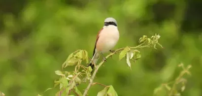 Pájaro encima de una rama en la naturaleza