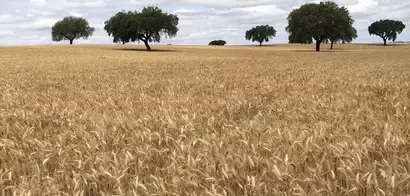 Campo de cereales