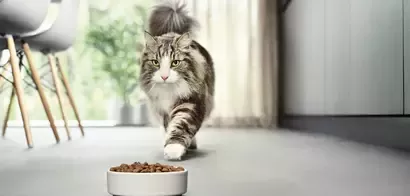 Nestlé Purina lanza Pro Plan LiveClear