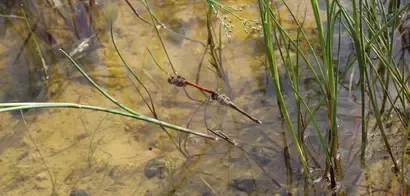Libélula en el agua