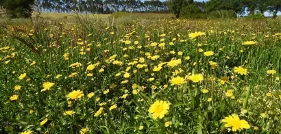 Campo verde con flores amarillas silvestres bajo un cielo despejado