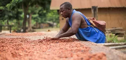 Productor de cacao