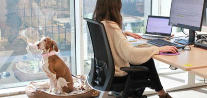 Mujer trabajando con un perro al lado en las oficinas de Purina