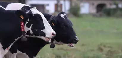 Vacas