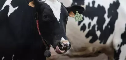 Imagen de una vaca