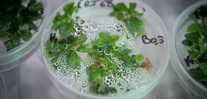Muestra de plantas