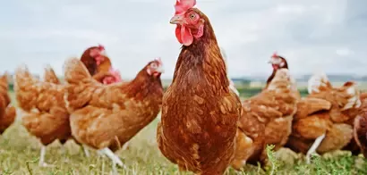 gallinas en libertad