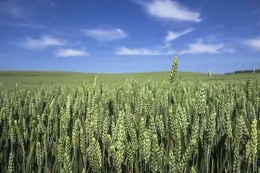 Campo