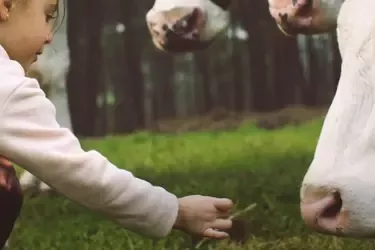 Niña cerca de vacas