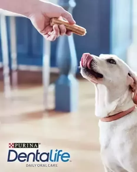 Alimentando perro