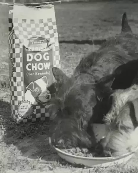 Dog Chow 1926