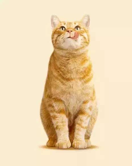 Gato