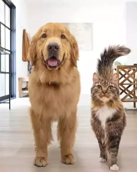 Perro y gato