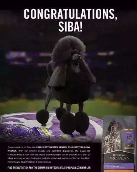 Banner del Campeonato de Westminster