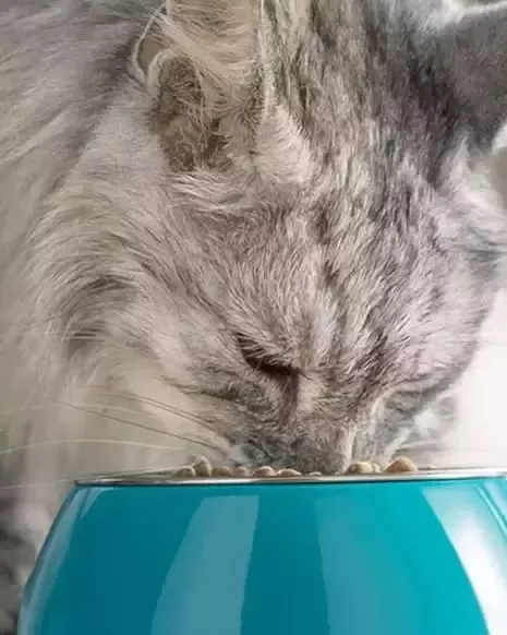 Gato comiendo