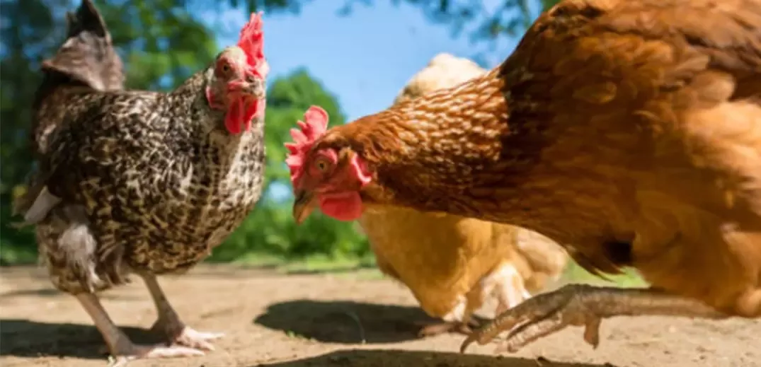 gallines camperoles
