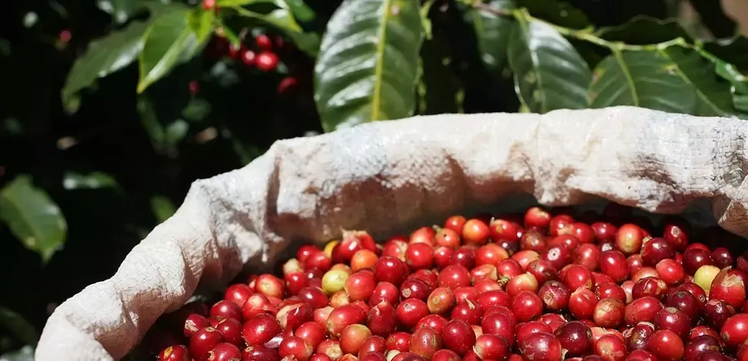 Saco de granos de café