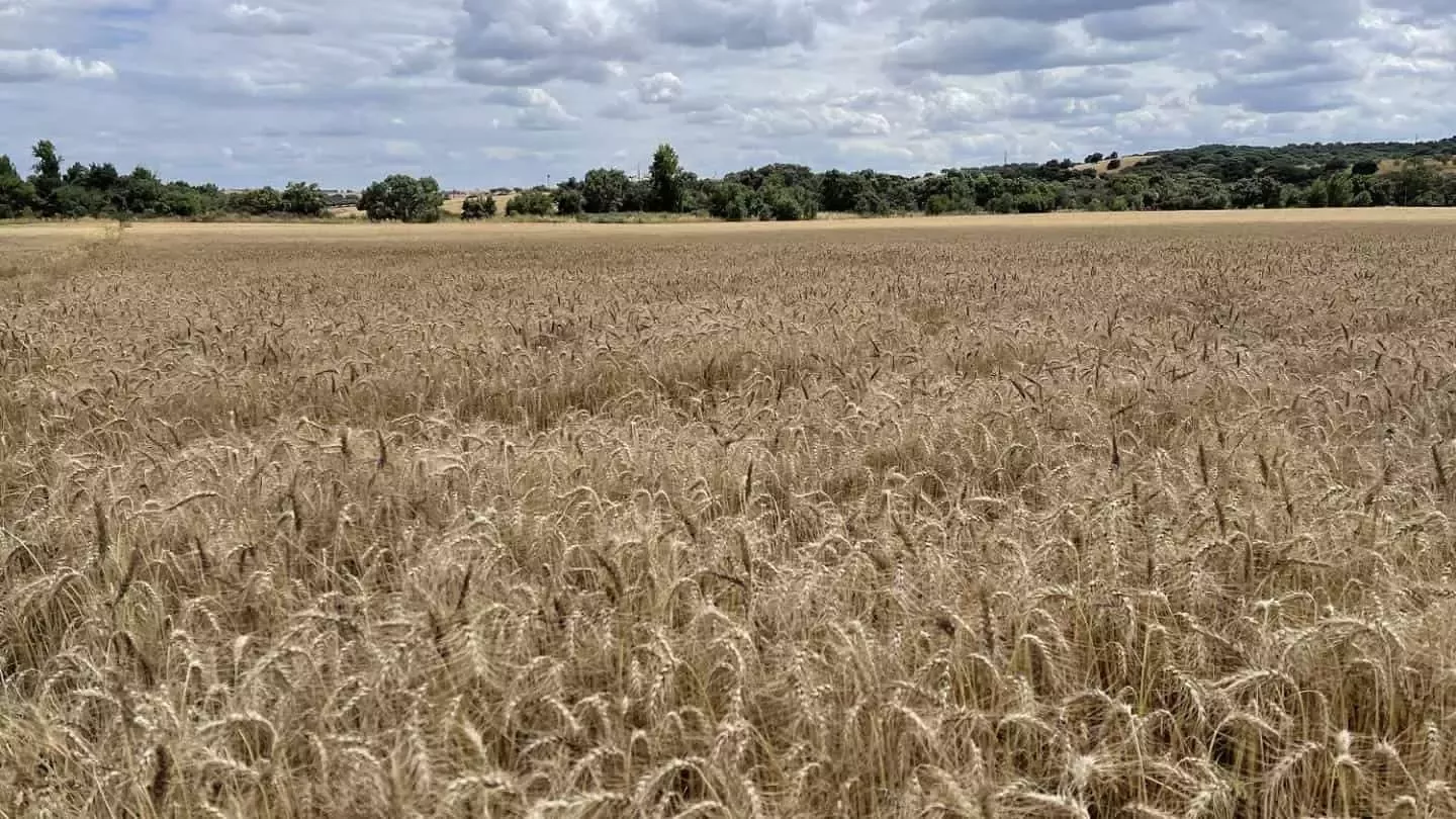 campo de cultivo de cereales