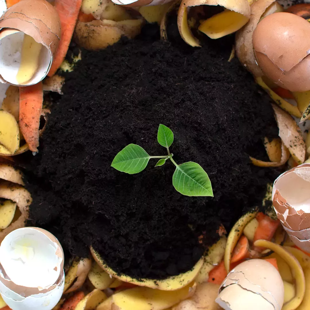 Planta en una maceta