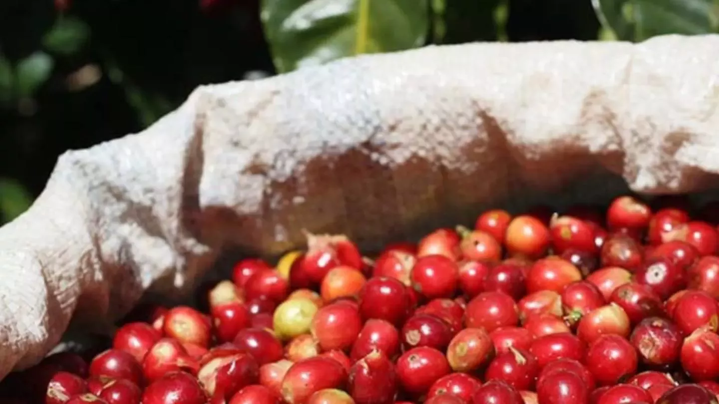 Cultivo de café