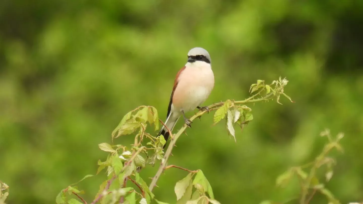 Pájaro encima de una rama en la naturaleza
