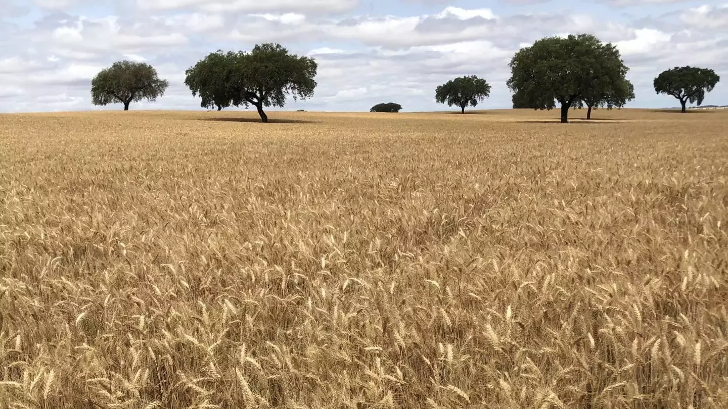 Campo de cereales