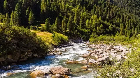 Un riu discorre per un bosc verd