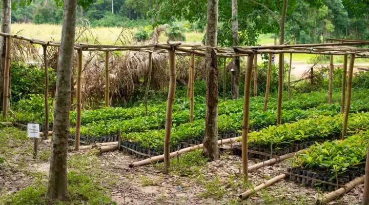 Repoblament agroforestería