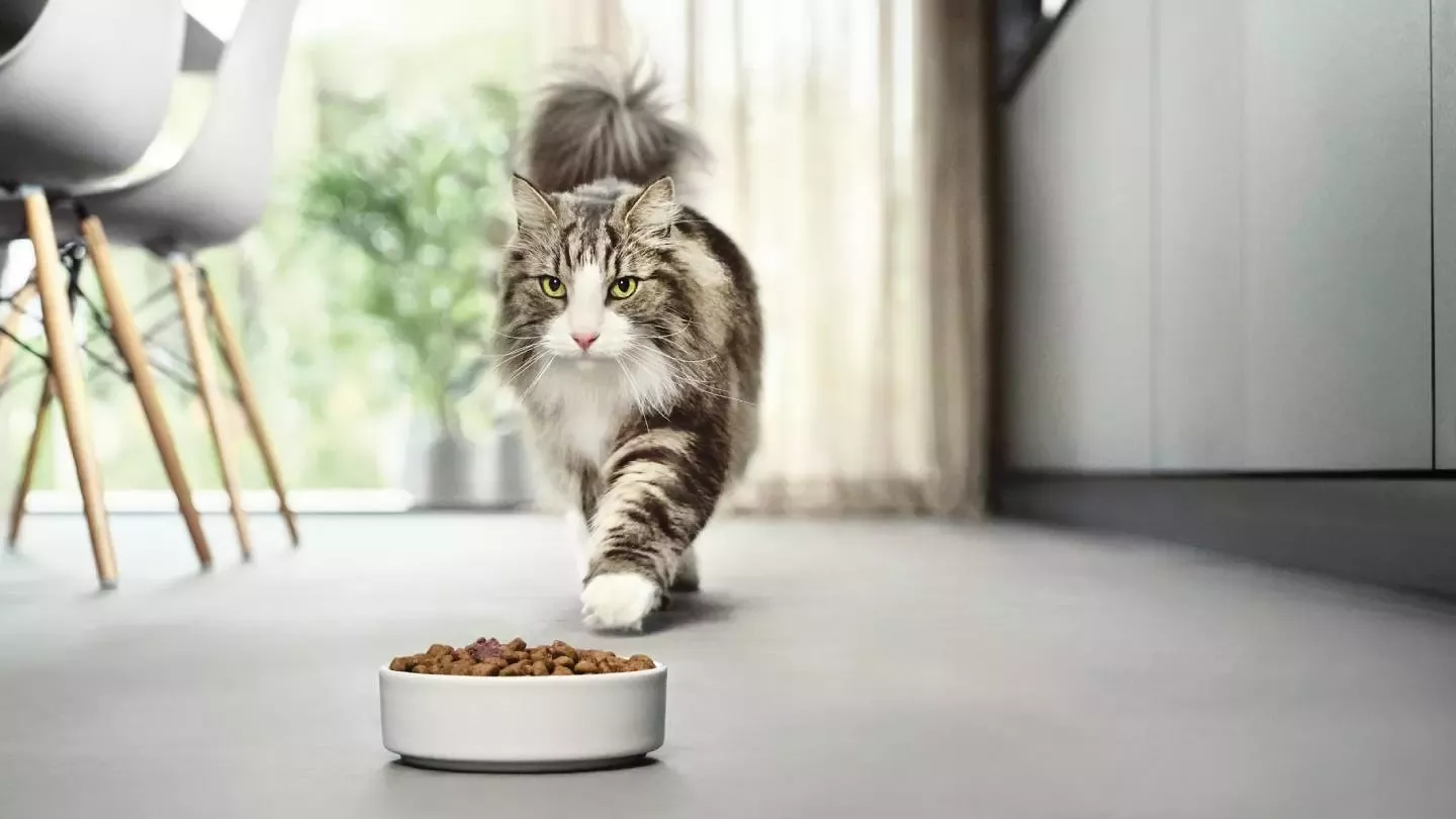 Nestlé Purina lanza Pro Plan LiveClear