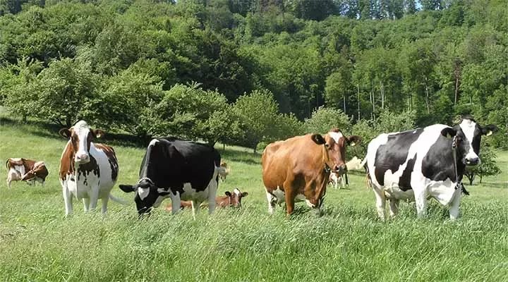 Vacas en un campo