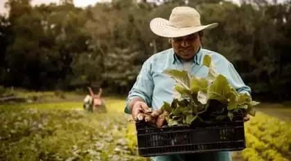 Agricultor transportando hortalizas del campo