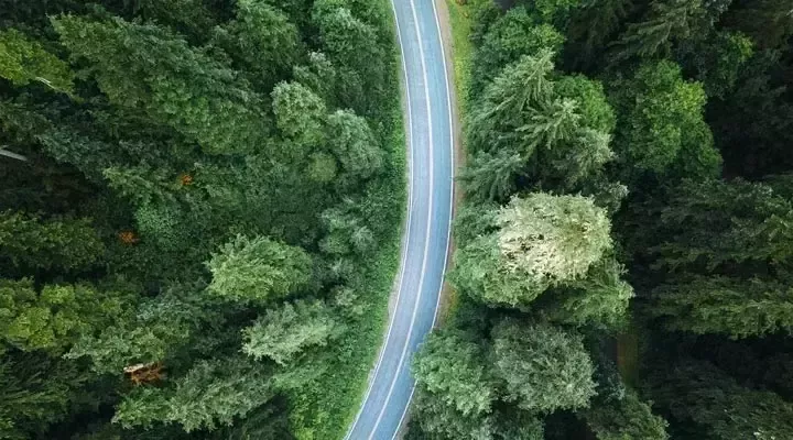 Carretera que atraviesa un bosque
