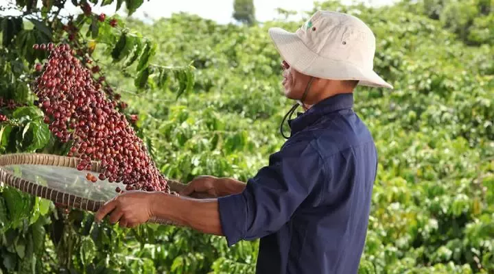Cafecultor