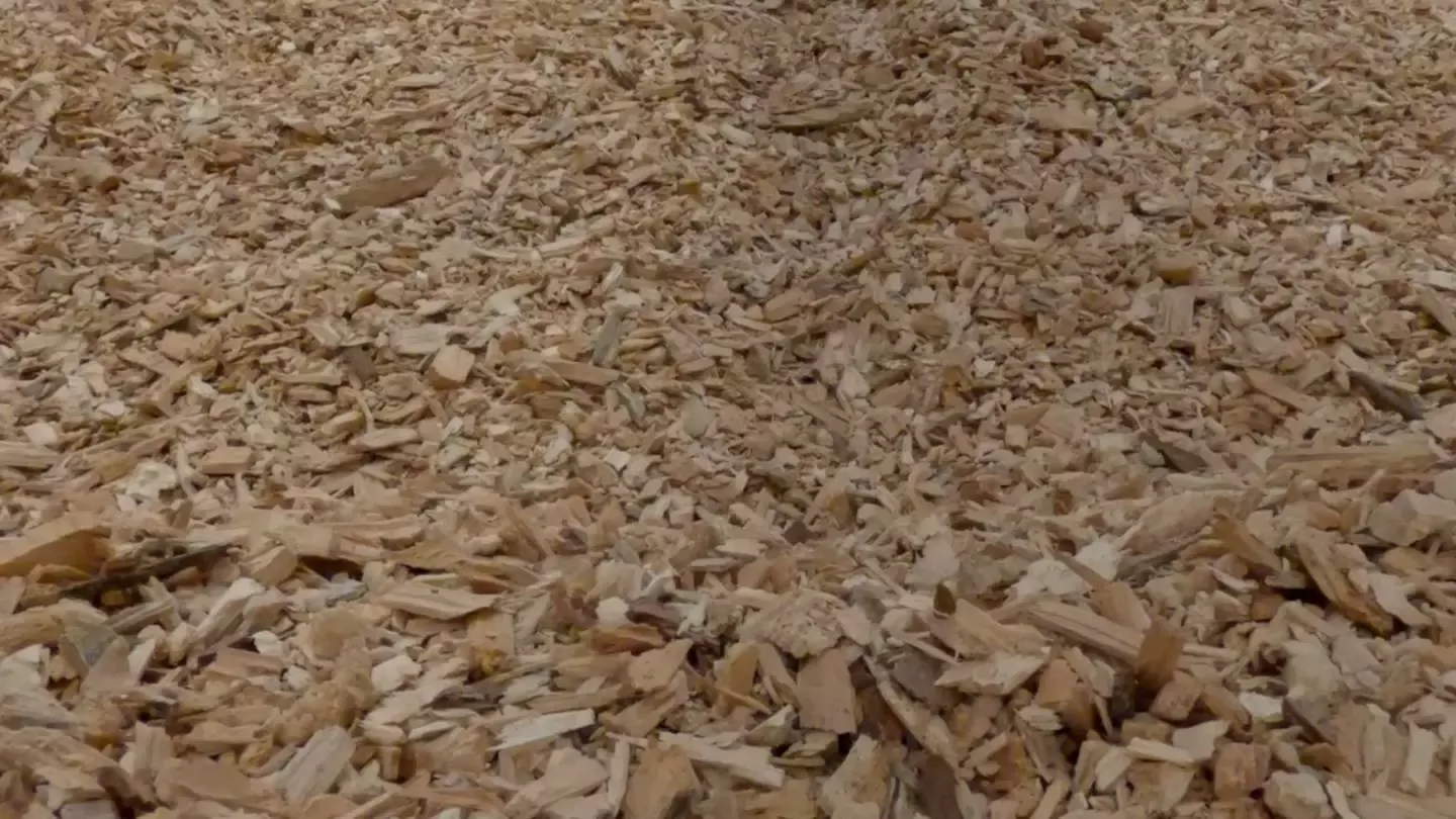 Astillas en un bosque recogidas por Nestlé