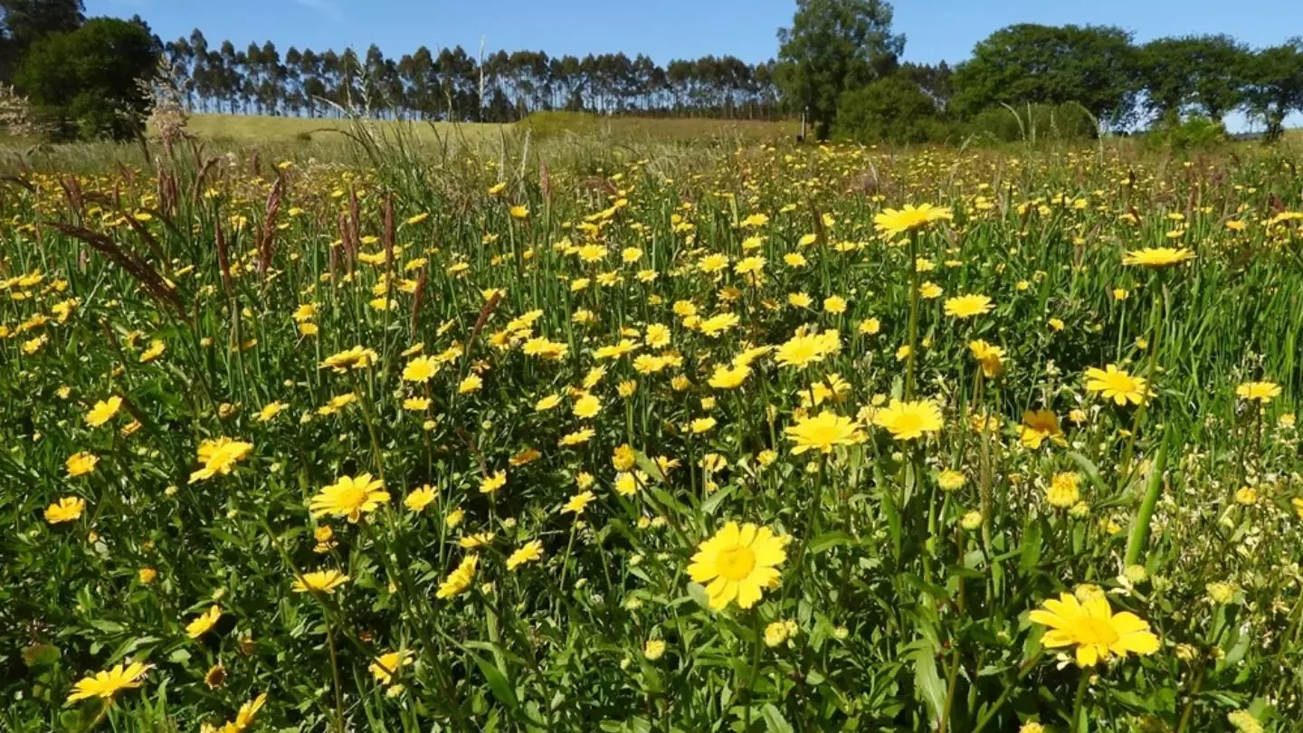 Campo verde con flores amarillas silvestres bajo un cielo despejado