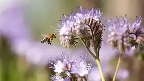 Abeja cerca de una flor