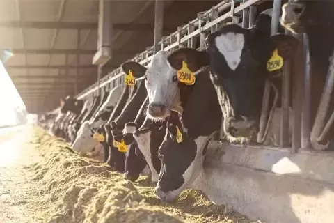 Un rebaño de vacas pastando
