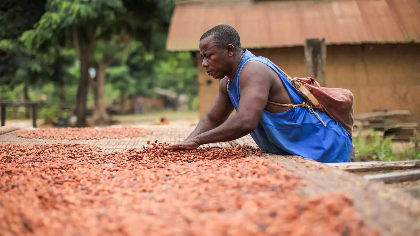 Productor de cacao