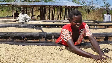 Mujer trabajando el café