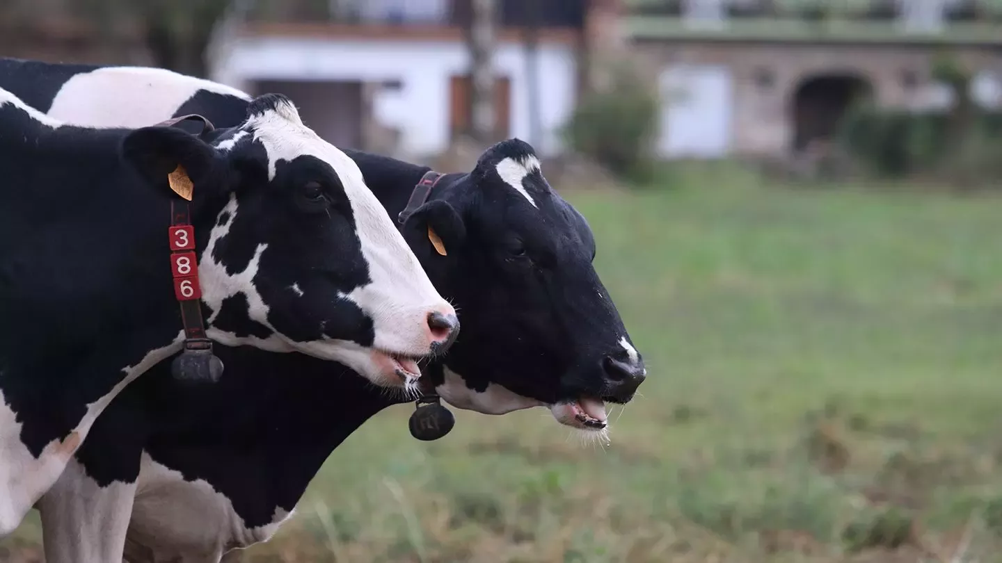 Vacas