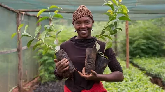 80% del café suministrado a fábricas españolas Nestlé es cultivo sostenible