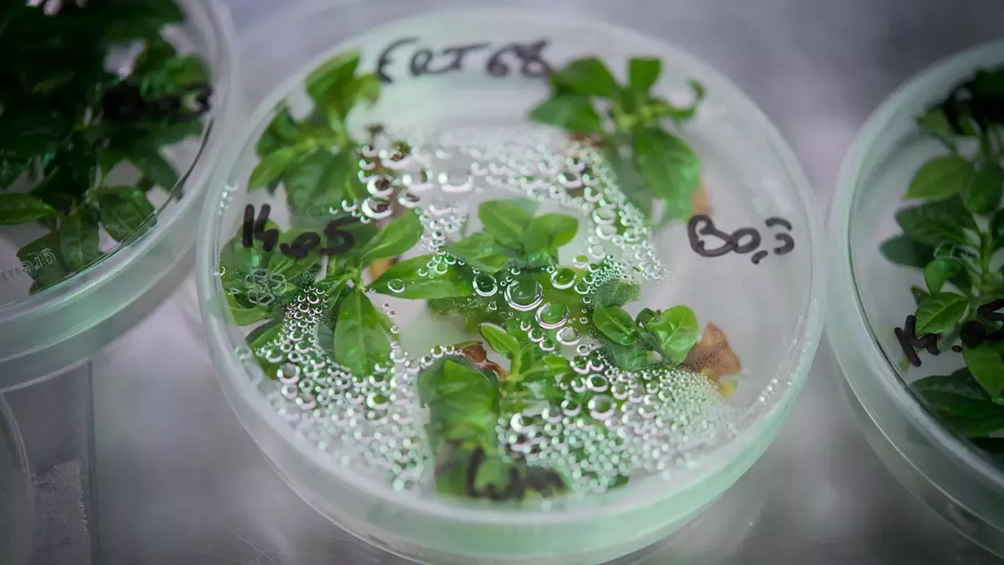 Muestra de plantas