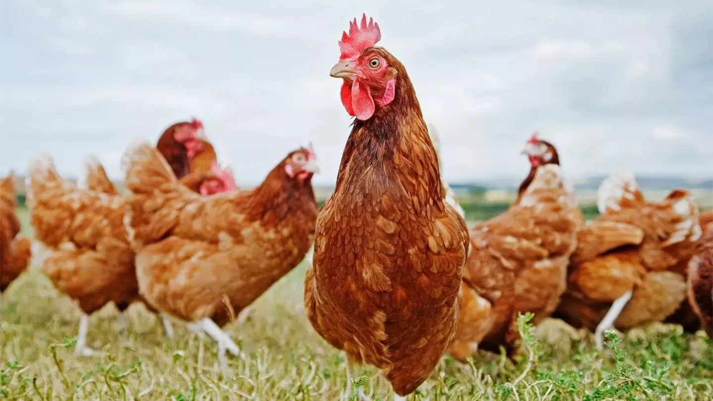 gallinas en libertad