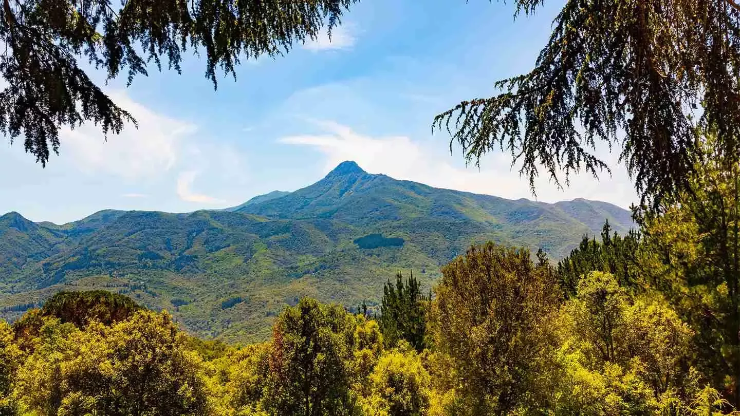 Paisaje de una montaña y un bosque