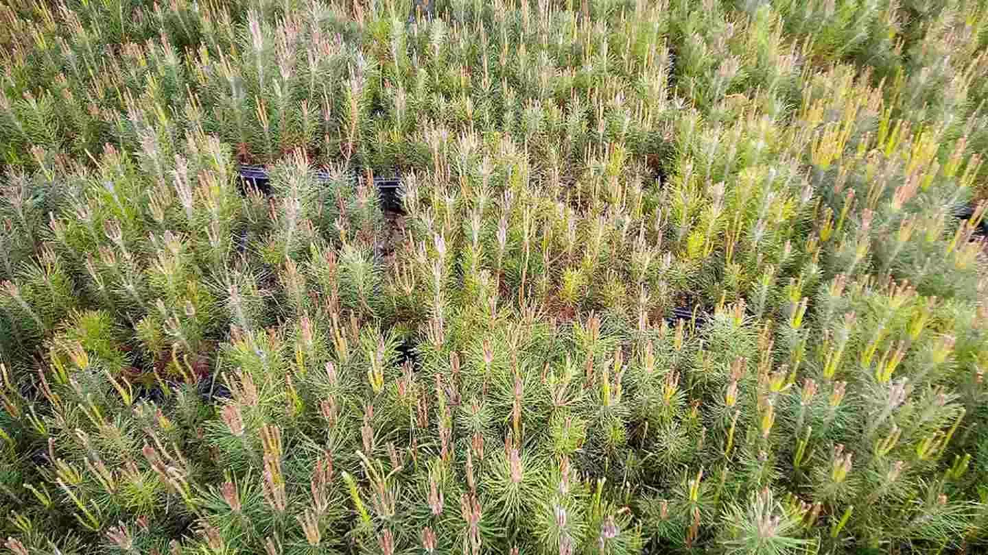 Recuperación bosques quemados