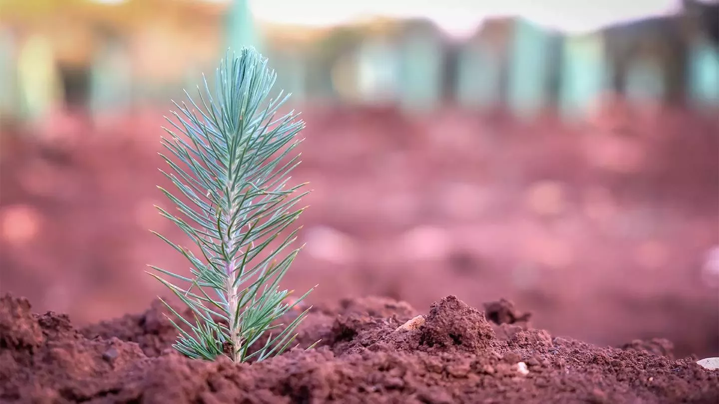 Plantar un árbol