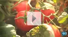 Imatge del Centre de producció de Miajadas